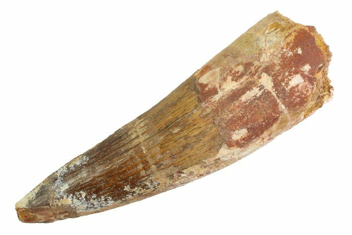 Real Fossil Spinosaurus Tooth - Large Dinosaur Tooth #347239